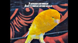 ADA MINUSAN YS 300 AN SAJA ‼️#kenari #galerikenariindonesia 