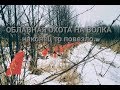 Облавная охота на волка. Ружье ТОЗ-87. traditional Russian wolf hunt.