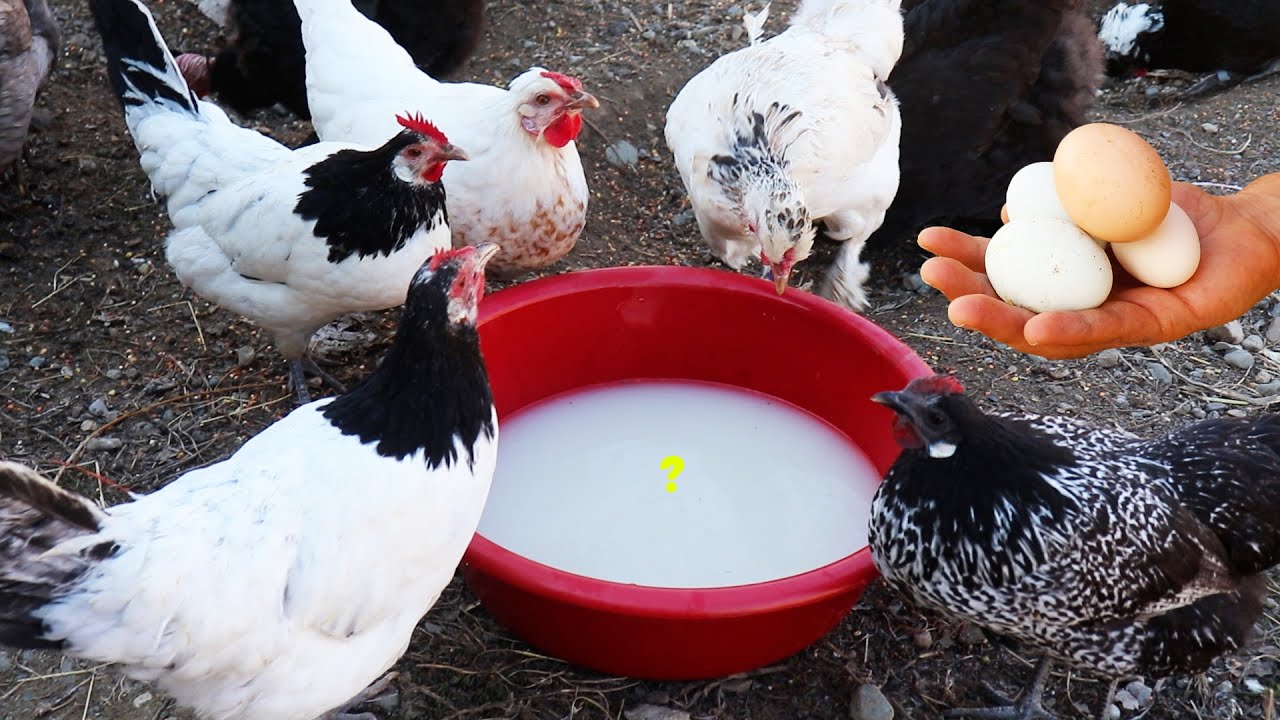 No Where Else - Recipe to Make Chickens Lay Eggs - Egg Collection - Farm Chores - I Moved the Rabbit