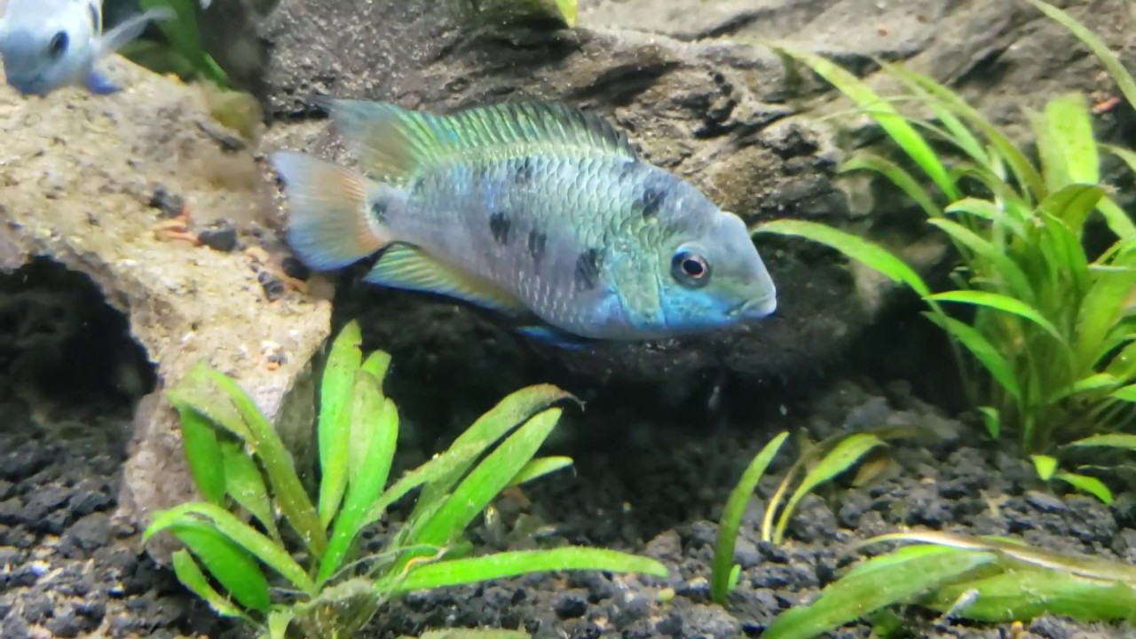 We Have HONDURAN Redpoint Babies YouTube