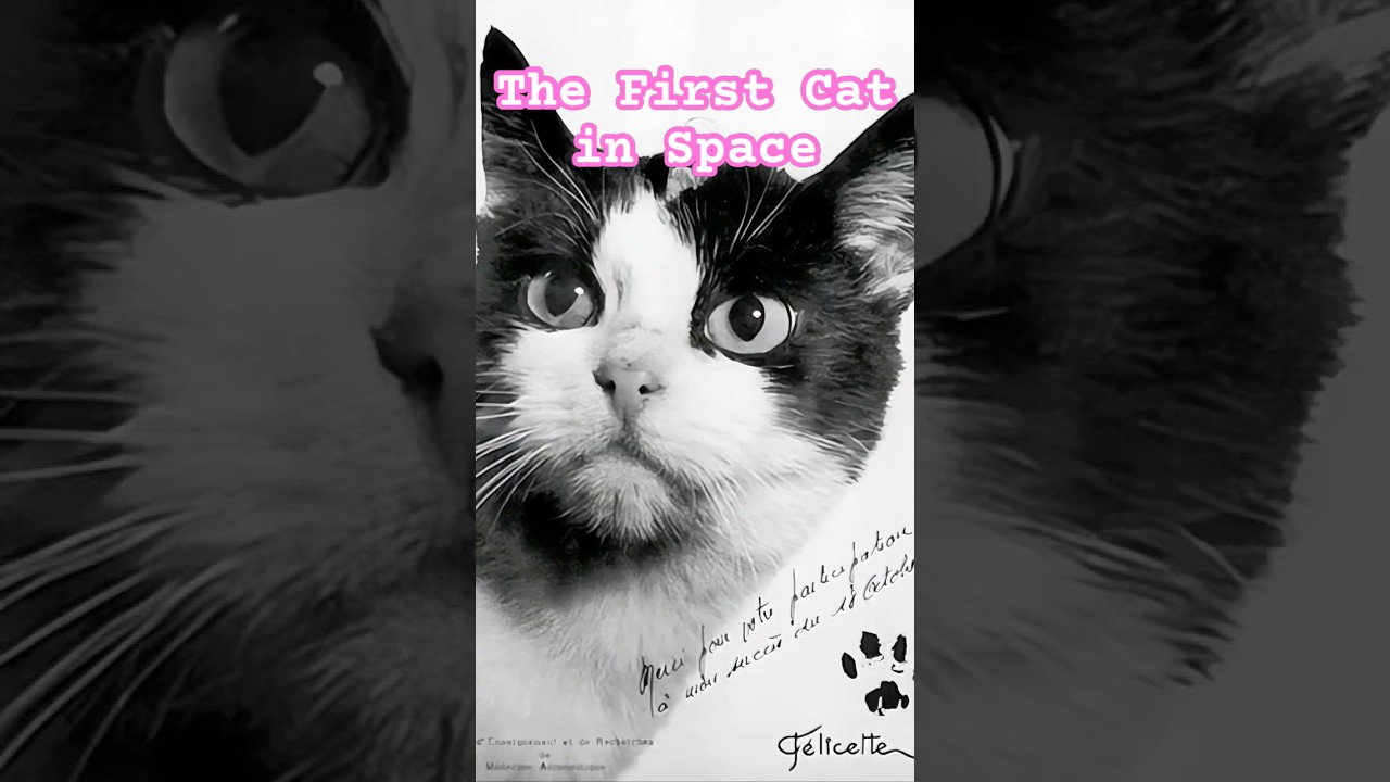 Félicette: The First Cat in Space