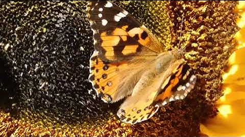 #قراءة للشيخ إبراهيم الاخضر من #سورة الروم الايات (31-60) ومن سورة لقمان الايات (1-21)