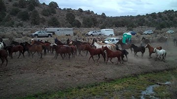 Hunewill Ranch Cattle Drive 2009 horses being driven from large field