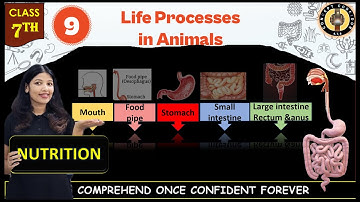 Life Processes in Animals | Nutrition | Class 7 Science Chapter 9 | Science Curiosity
