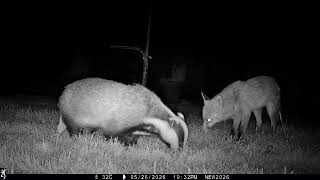 26th May 2026 Foxes