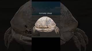 Speculative Evolution of future crab 🦀 evolution 🧬 here Speculative Evolution of future crab 🦀 evolution 🧬 here