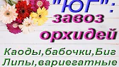 Орхидеи,узамба́рские фиалки,Самара🌺