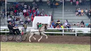 Section A Welsh Pony - Junior Championship - Welsh Pony & Cob Society, Africa - Gold Cup 2019