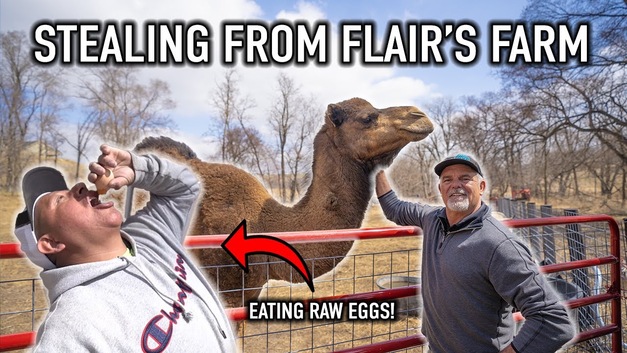 Sneaking in and STEALING FROM FLAIR’S FARM! (Eating RAW Eggs!)