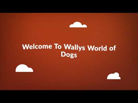Wallys World of Dog Training in Long Island, NY