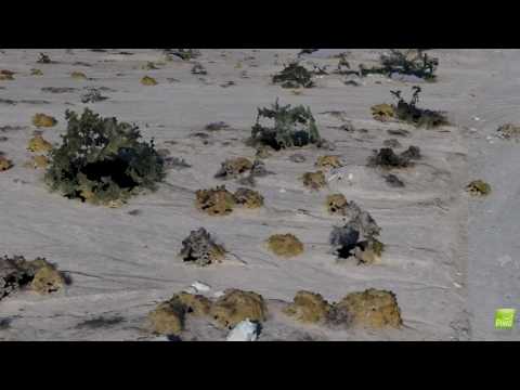 Texas Wash Pix4D 3D Model - Point Cloud View