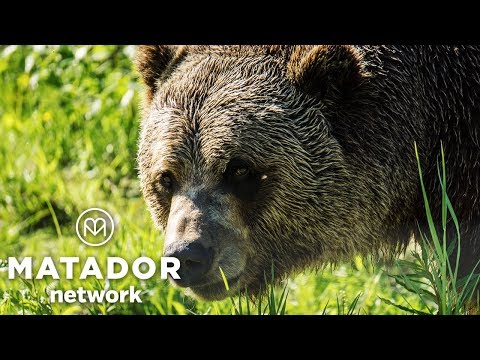Video: Denna Vandrare Förblev Lugn Medan Jagades Av Mamma Grizzly Och Ungar Kan Du? Matador Network