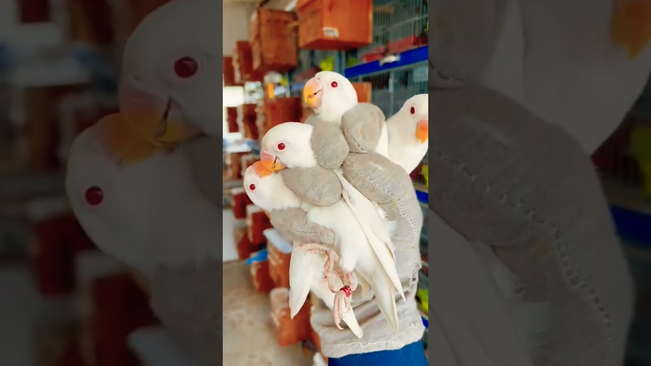 Albino Red Eye Is the Best Love Bird For Business 