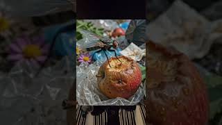 IIT Baba scam explained #viral #iskcon #iitbaba #bhakti