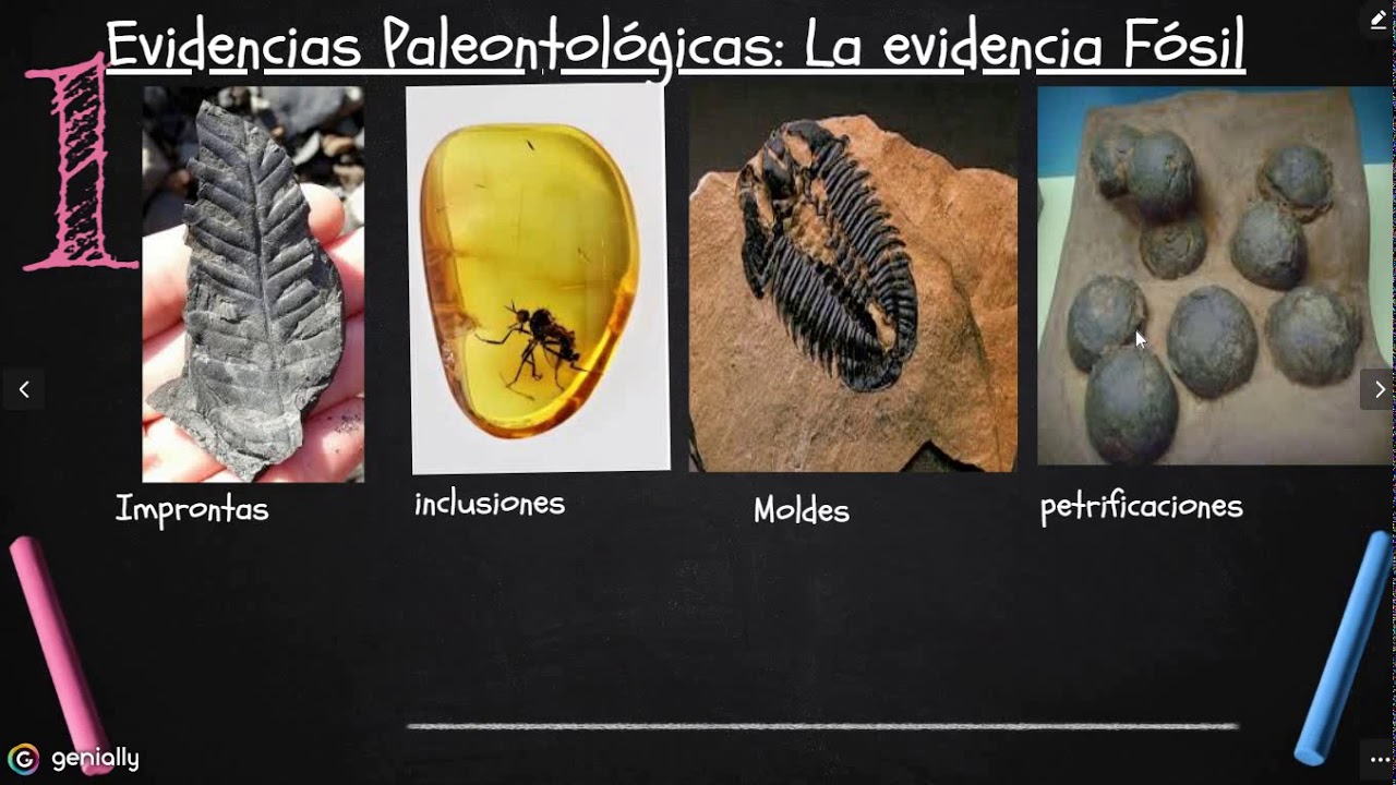 evidencias de la evolución - YouTube
