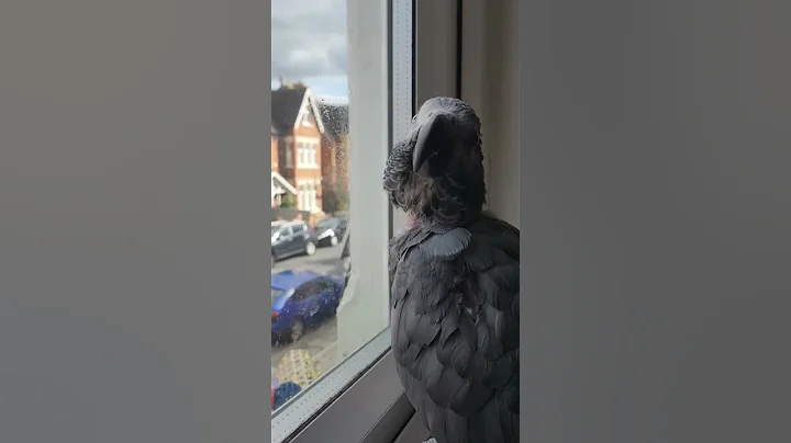 Oh no #parrots #fyp #birds #funnyanimals #petvlog #fartbirb #africangrey #quakerparrot #trending