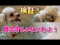 179. お風呂大好きトイプードル。頭ぶつけて遊んでるの？