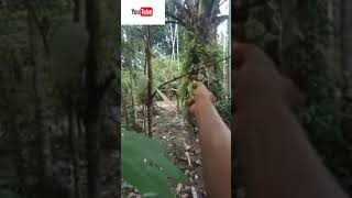 solusi mikat kacer bandel tak mau turun.