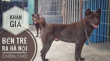 Khán Giả từ Bến Tre ra Hà Nội để tận mắt xem Chó Mông Cộc & Phú Quốc/ NhamTuatTV - Dog in Vietnam