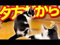 【ねこ動画】ねこ「夕方だからのんびりしてま~す」