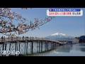 生まれ変わった「鶴の舞橋」桜も見頃 「木の柱が光って見える」/青森・鶴田町
