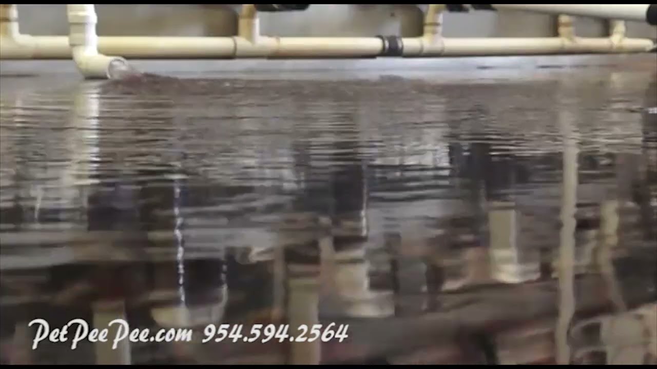 Oriental rug PetPeePee odor removal Guarantee!!!