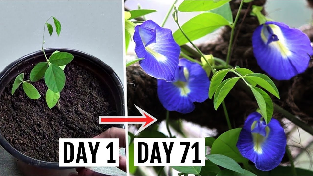 How To Grow Care For Butterfly Pea Plant Complete Growing Guide Youtube Butterfly Pea Plants Pea Plant