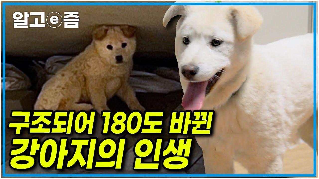 한겨울 매섭게 추운 날씨에 누군가 버린듯한 유기견 두 마리, 중고 거래 사이트에 화제가 됐던 사연 ┃세상에 나쁜 개는 없다┃알고e즘