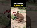 人が大好きすぎる危険な子ゾウ