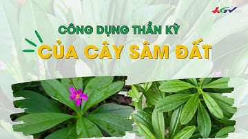 Công dụng thần kỳ của cây sâm đất | Truyền hình Hậu Giang