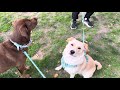 Ep. 415. A Pup Named Zuri Braves The Elements. ***Chocolate Landsharks Slobber Across USA***