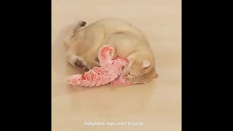 original soft chew toy electric 3d fish usb charging fish catnip cat toy