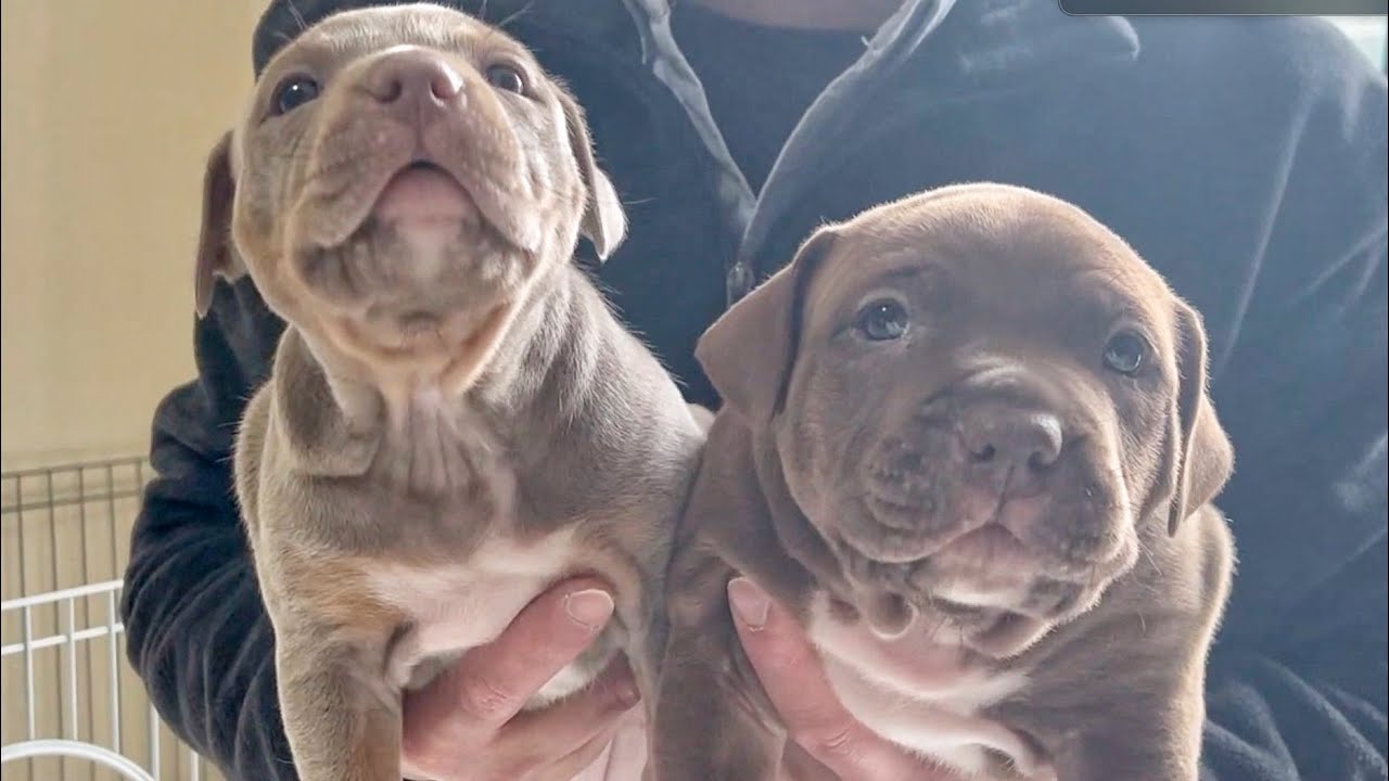 4 Week Old Pitbull Puppy Mr.Bounce Baby - YouTube