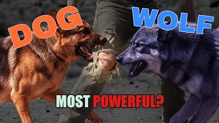 Debunking Wolf vs. Dog Bite Force Myths #WolfVsDog #BiteForceMyth #AnimalFacts