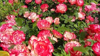 видео: 🌹👍Огляд троянд:Поезія;незнайомка,якій більше 40 років;Букет Парфе;Ротер Корсар;Парад; Принц Монако.. картинка: 🌹👍Огляд троянд:Поезія;незнайомка,якій більше 40 років;Букет Парфе;Ротер Корсар;Парад; Принц Монако..