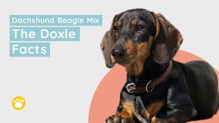 Dachshund Beagle Mix The Doxle Facts