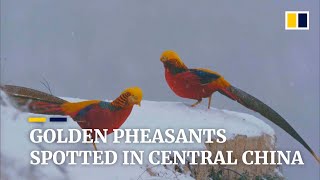 Reclusive golden pheasants spotted in central China