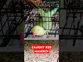 Caught Red Handed! Sneaky Ringneck Parrot's Great Escape #birdmom #funnyshorts #birdslover #asmr