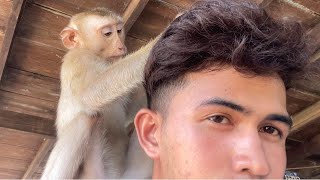 ASMR Monkey Grooming| Smart Zueii Grooming Me Very Nice