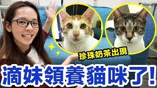 滴妹的貓咪珍珠與奶茶! 終於隆重登場! ♥ 滴妹 滴妹的貓咪珍珠與奶茶! 終於隆重登場! ♥ 滴妹
