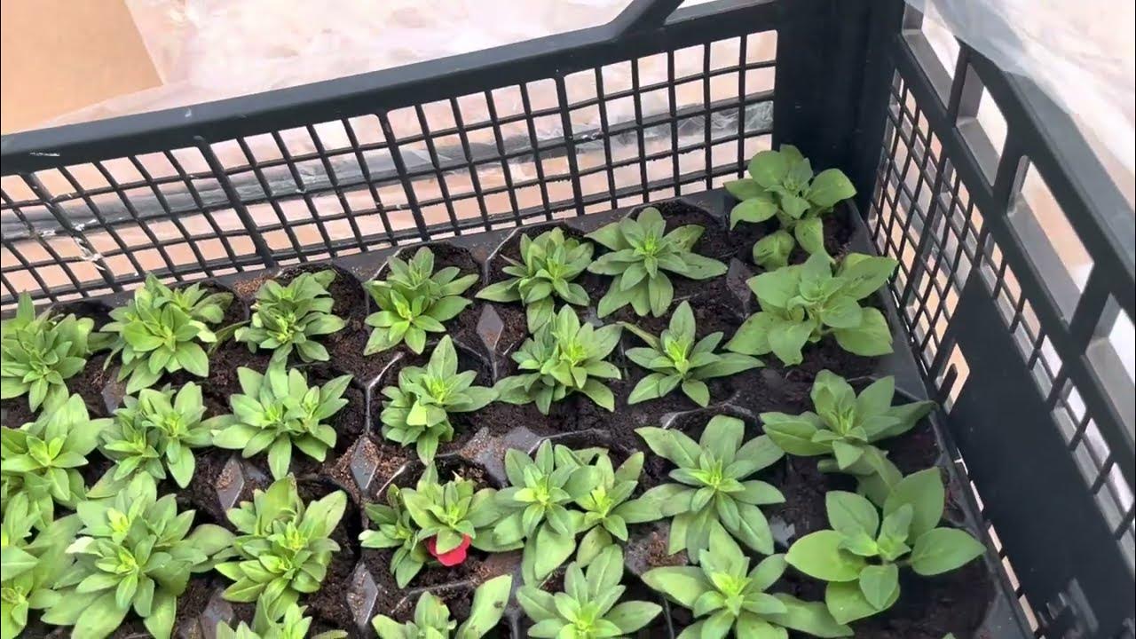 Укореняю черенки калибрахоа и мяты. - YouTube