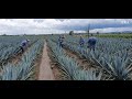 AGAVE DE 1 AÑO: APLICANDO NUTRICIÓN - JIMA