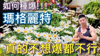 【種爆瑪格麗特】】你也想要瑪格麗特大花球嗎?三個重點你 ... 