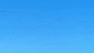 The migration of cranes in spring and autumn is a celebration that never loses its magic