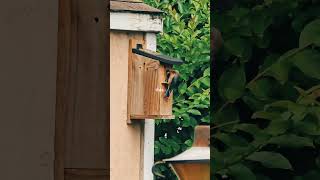 #music #reels #nest #birds #viral #video #wildlife #lifeisbutadream #shortvideo #zoo #robot #myvideo