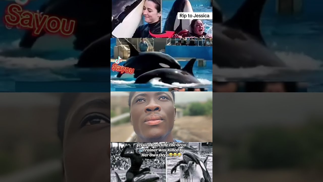 Jessica Radcliffe The Orca Trainer Was Killed By His Own Orca 😭😭😭