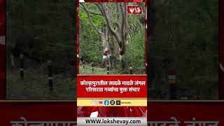 Kolhapur Forest News | कोल्हापुरातील सादळे मादळे जंगल परिसरात गव्यांचा मुक्त संचार  #marathinews