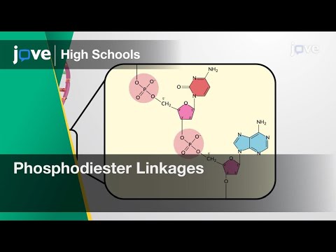 Phosphodiester Linkages | Bio | Video Textbooks - Preview
