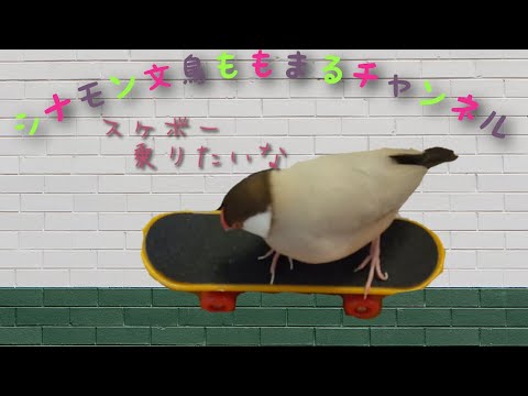 シナモン文鳥ももまる●●への道【No.4】Java sparrow is challenging　जावा स्पैरो चुनौतीपूर्ण है