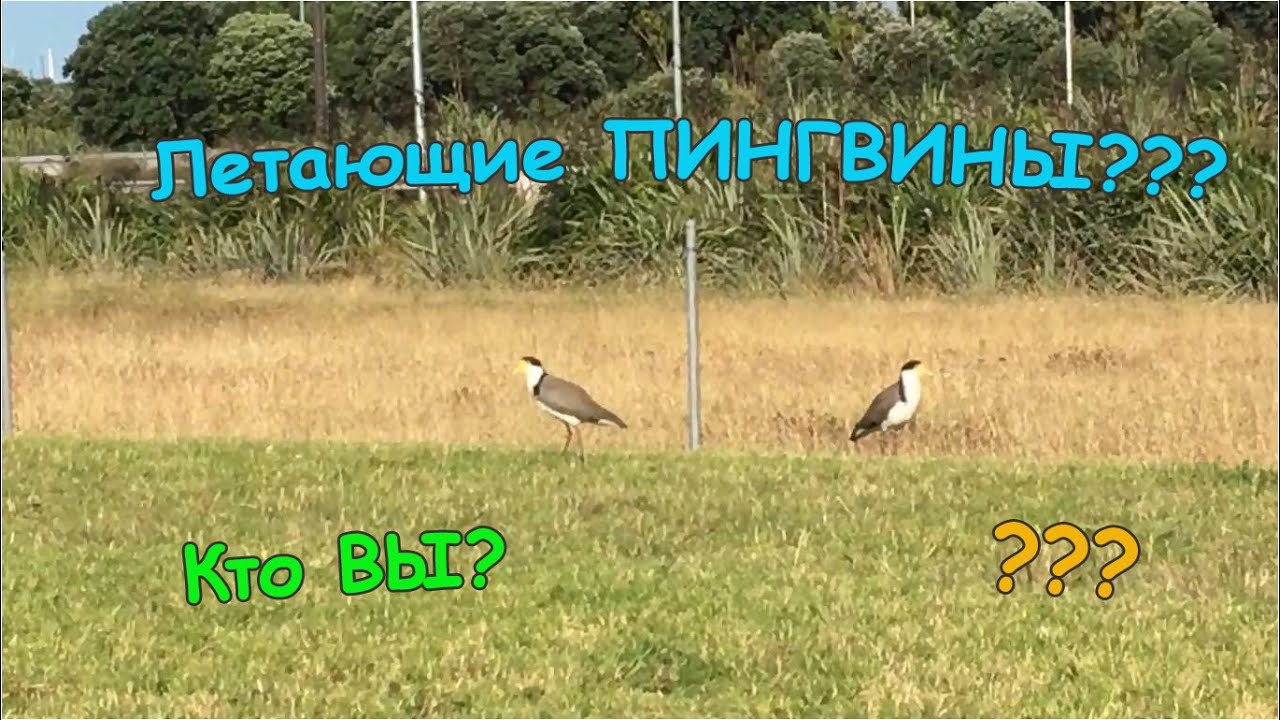 Солдатский Чибис - Новозеландская Птица/Vanellus miles- New Zealand Bird